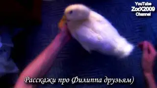 Утка бегает по квартире Running duck