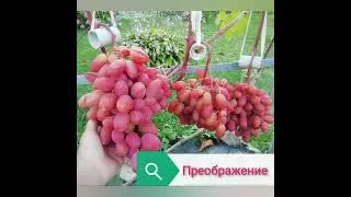 Эверест, Фурор, Преображение.                 Видео 3 сентября 2021г.