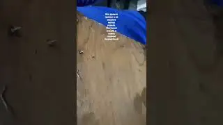 #жиза