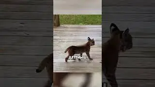 The incredible rescue of a wild lynx 😱