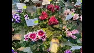 ВЫСТАВКА ФИАЛОК И НЕ ТОЛЬКО В САНКТ-ПЕТЕРБУРГЕ 18.10.2023