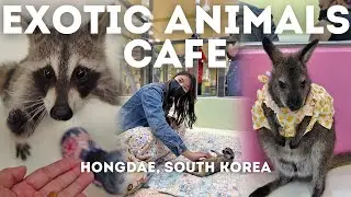 A Review of Wild Animals Café in Hongdae, Seoul, South Korea