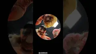 Titan x Hange rap group 