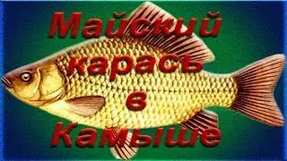 Майский карась в камыше...