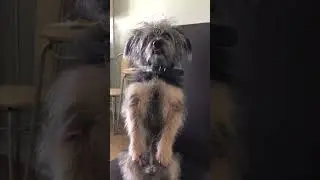 Тимошка