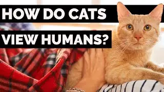 How Do Cats See Their Owners ? | How Do Cats See Human Faces And Other Things Around Them?