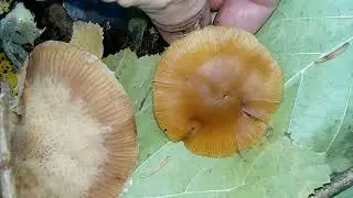 ГАЛЕРИНА ОКАЙМЛЕННАЯ.Galerina marginata.ЛОЖНООПЕНОК МОХОВОЙ.ЛОЖНООПЕНОК ДЛИННОНОГИЙ.