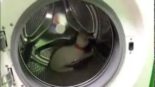 Bébé chat se prend pour un hamster