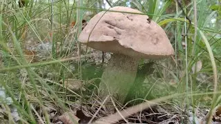 подосиновики, обабки на каждом шагу