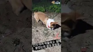 땅에 묻어둔 간식 못 찾아서 속상한 강아지