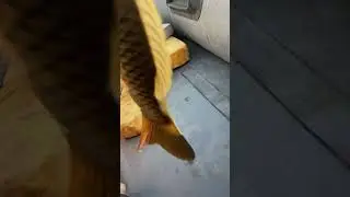 Когда кинул телефон а он снимает ))