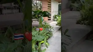 Самое зеленое и Атмосферное ❤️🇹🇭 #веселоевидео #юмор #тайланд #азия #кафе #китай #семья #вкусно
