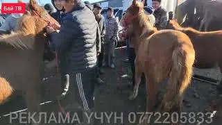 Бээ| БАЙТАЛ ТАЙ КУЛУН БААЛАРЫ 🤯👍🐴 