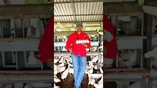 ¿Qué cantidad de huevos producen 1,000 gallinas?🥚❤️ #gallinas #eggs