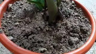 Update sa aking tanim na bok choy || Ang tumagal lumaki