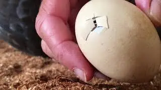 LA GUYANE EN FAMILLE Bonus - Naissance des poussins.
