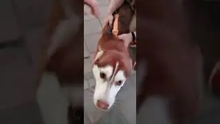 Дал себя погладить и хозяева такие добрые💜💋Милый,красивый песик 🐶 💜💋