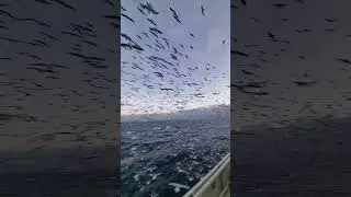 #shorts #sea #antarctica