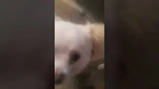 милой пёс