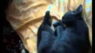 НОВОЕ,ЛУЧШЕЕ,СЕКС,ПОРНО,GJHYJ,РЖАКА,ПРИКОЛ