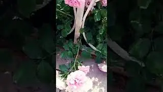 Лето 2024 🌹🌹🌹