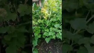 Собираю черную смородину.