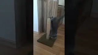 Cute British Blue's Workout