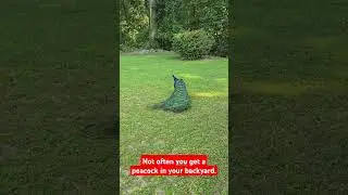 Peacock in my yard.