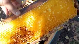 55 кг. с улья. Стационарная пасека,главный взяток...