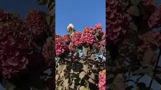 Наш хит продаж, наша красавица - гортензия сорта «Самарская Лидия»! 🌺