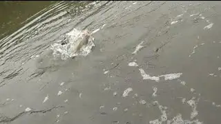 Setrek Ikan Sembelang Babon ketika mancing di laut...