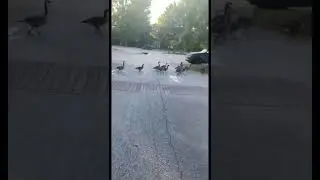 Don’t fight the geese!!