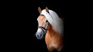 Midas Kay 8-jarige Haflinger ruin