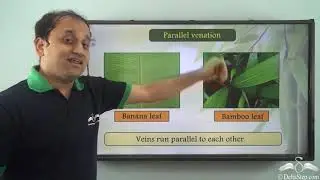 Introduction to Leaf