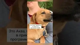 собачка Аква нашла дом!