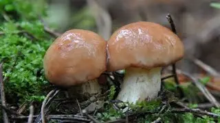 МАСЛЮКИ. Грибний сезон нарешті відкрито