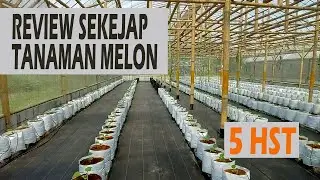 Review Sekejap Tanaman Melon sweet hami, sweet emerald dan adinda usia 5 hst