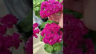 Where My Pelargoniums Are Living Right Now