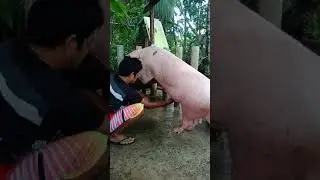 Boar training for A.I.