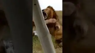LION vs. DRAGON OF KOMODO.