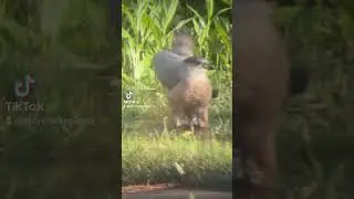 Birds can Twerk Too 
