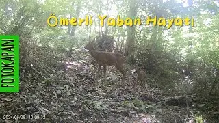 Karaca ve yavruları #fotokapan a yakalandı. #wildlife #deer