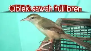 Ciblek sawah full bren rapat || Masteran bren rapat