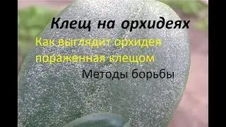 Куча клещей на орхидеях. Борьба, препараты. Как выглядит орхидея пораженная клещом