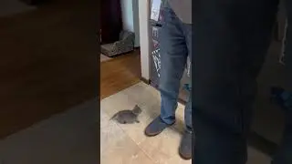 Kitten Requires Your Immediate Attention #catshorts #cat #kitten