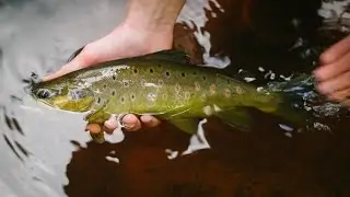 Рыбалка в Карелии. Ловля форели. В поисках крупной форели. | Fishing in Karelia. Trout fishing.