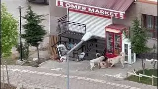 Bahçelievler Mahallesi'nde bu sabah  köpekler arası yaşanan kavgada bir köpek ağır yaralandı