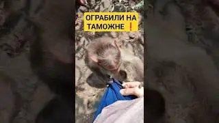 ОБЕЗЬЯНЫ ПОЧТИ ОГРАБИЛИ, ПОРВАЛИ РЮКЗАК 😂 #центрярай #индия #панчакарма #путешествия #обезьяна