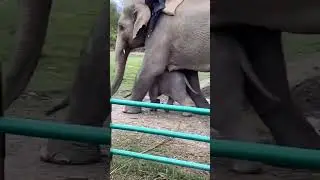 Cute Baby Elephant protected by his Mother