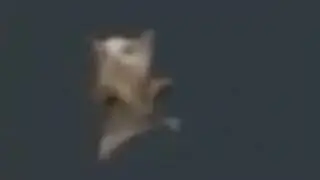 шнип шнап шнапи 10 часов